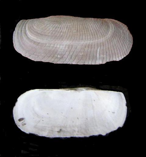 Solecurtus strigilatus (Linn,1767) Pliocene Piemonte